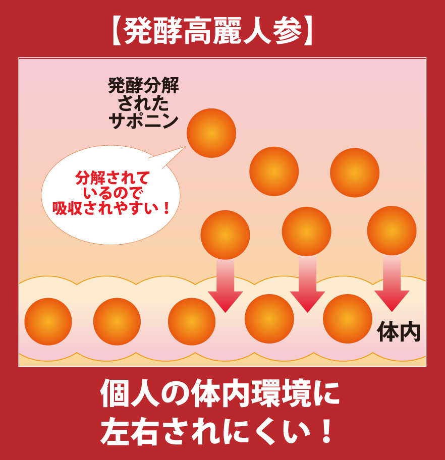 発酵高麗人参になると体内環境に左右されずスムーズに吸収できるようになる